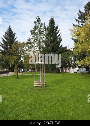 Albero giovane con pali di legno intorno proteggendo l'albero. Esempio di arboricoltura con tecniche quali la selezione, la piantagione, la formazione, la fecondazione Foto Stock