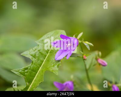 Campanula rapunculoides, campanula, o campanella rampione, è una pianta erbacea perenne del genere Campanula, appartenente alla famiglia C. Foto Stock