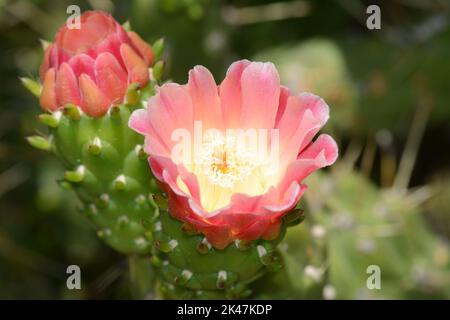 Fiore di cactus Foto Stock