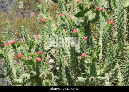 Fiore di cactus Foto Stock