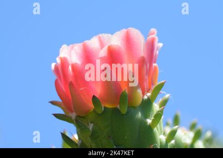 Fiore di cactus Foto Stock