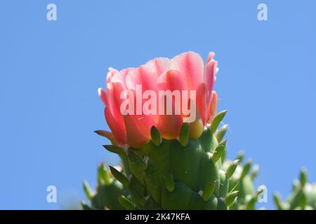 Fiore di cactus Foto Stock