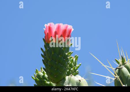 Fiore di cactus Foto Stock