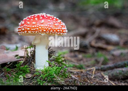 Bel fungo agarico mosca in muschio verde su sfondo foresta di Blur. Amanita muscaria. Chiudere un toadstool con macchie verruche bianche sul tappo rosso. Foto Stock