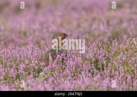 Red Grouse maschio in habitat naturale grousemoor con erica viola fiorente, di fronte a destra. Yorkshire Dales, Regno Unito. Nome scientifico: Lagopus Lagopus. Ho Foto Stock