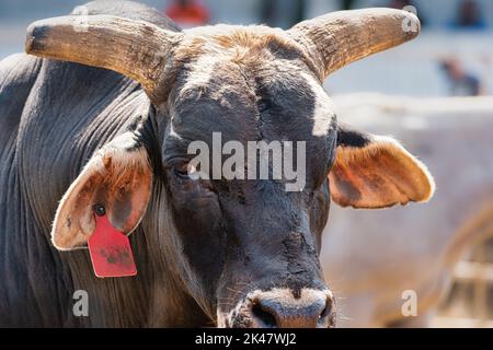 Primo piano di un occhio Brahman Rodeo bull Foto Stock