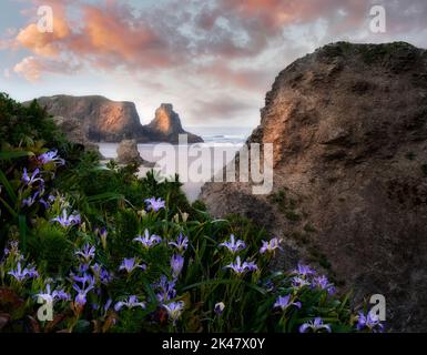 Fiori di iride selvaggia a Bandon Beach, Oregon Foto Stock