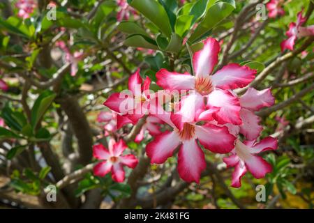 Adenium obesum, fiori di rosa del deserto sull'arbusto Foto Stock