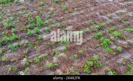 Veduta aerea di bei paesaggi delle zone agricole o di coltivazione nei paesi tropicali. Piantagione di eucalipto in Thailandia. Paesaggio naturale b Foto Stock