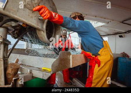 Un membro dell'equipaggio a bordo di una barca da pesca commerciale solleva la leva di una macchina che trasporta reti da pesca fuori dal mare, mentre un altro membro dell'equipaggio srotola i pesci dalle reti al largo della costa del Maine. A bordo di una barca da pesca con reti da pesca, l'equipaggio tira la loro cattura di pesci coda di rospo, pollock e merluzzo dalle prime ore del mattino fino a tarda notte. L'industria della pesca nel Maine ha recentemente subito un colpo con una nuova serie di restrizioni sulla pesca e l'organizzazione ambientale Seafood Watch che raccomanda alle persone di evitare di mangiare aragosta americana. Questo elenco e questo regolamento rappresentano nuove minacce per la loro livrea Foto Stock