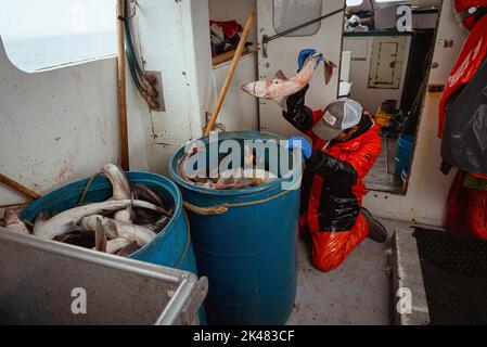 Portland, Maine, Stati Uniti. 27th Set, 2022. Un membro dell'equipaggio a bordo di una barca da pesca commerciale getta un pesce gatto in un secchio blu, catturato come cattura al largo della costa del Maine. A bordo di una barca da pesca con reti da pesca, l'equipaggio tira la loro cattura di pesci coda di rospo, pollock e merluzzo dalle prime ore del mattino fino a tarda notte. L'industria della pesca nel Maine ha recentemente subito un colpo con una nuova serie di restrizioni sulla pesca e l'organizzazione ambientale Seafood Watch che raccomanda alle persone di evitare di mangiare aragosta americana. Questo elenco e questo regolamento rappresentano nuove minacce per il sostentamento dei pescatori. WEIL Foto Stock