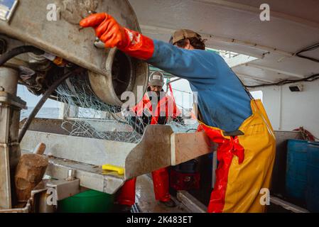 27 settembre 2022, Portland, Maine, Stati Uniti: Un membro dell'equipaggio a bordo di una barca da pesca commerciale solleva la leva di una macchina che trasporta reti da pesca fuori dal mare, mentre un altro membro dell'equipaggio srotola i pesci dalle reti al largo della costa del Maine. A bordo di una barca da pesca con reti da pesca, l'equipaggio tira la loro cattura di pesci coda di rospo, pollock e merluzzo dalle prime ore del mattino fino a tarda notte. L'industria della pesca nel Maine ha recentemente subito un colpo con una nuova serie di restrizioni sulla pesca e l'organizzazione ambientale Seafood Watch che raccomanda alle persone di evitare di mangiare aragosta americana. Questo listi Foto Stock