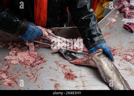 Portland, Maine, Stati Uniti. 27th Set, 2022. Un pescatore strappa le budella da un pesce pollock sdraiato su un tavolo d'acciaio a bordo di una barca nel Maine. A bordo di una barca da pesca con reti da pesca, l'equipaggio tira la loro cattura di pesci coda di rospo, pollock e merluzzo dalle prime ore del mattino fino a tarda notte. L'industria della pesca nel Maine ha recentemente subito un colpo con una nuova serie di restrizioni sulla pesca e l'organizzazione ambientale Seafood Watch che raccomanda alle persone di evitare di mangiare aragosta americana. Questo elenco e questo regolamento rappresentano nuove minacce per il sostentamento dei pescatori. Mentre i pescatori sostengono che le linee pos Foto Stock