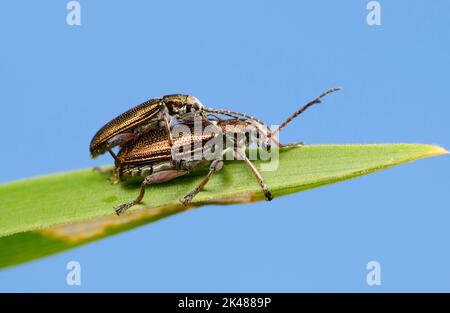 Beetles Reed (Donacia) maschio e femmina brillante su una foglia contro il cielo Foto Stock