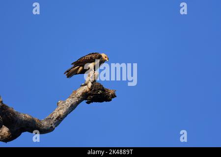 Un adulto australiano whistling Kite -Haliastur sphenurus- arroccato su un vecchio albero alla ricerca di potenziali prede mentre è ben mimetizzato al suo persico Foto Stock