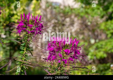 Vista ravvicinata dei fiori viola del ragno (cleome hassleriana) in un giardino soleggiato delle farfalle, con sfondo sfocato Foto Stock