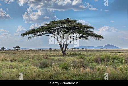 Un ombrello di acacia con due avvoltoi nella savana dei Serengeti, Tanzania Foto Stock