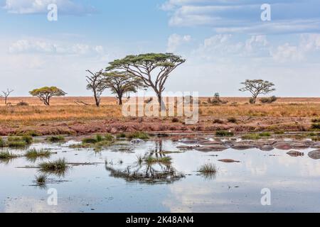 Laghetto con ippopotami, circondato da ombrelloni acacias nel Serengeti Foto Stock