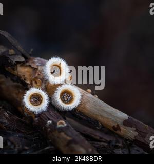 I funghi nido degli uccelli (Crocibulum laeve) crescono sui rami caduti sul pavimento della foresta. Formato verticale. Le uova piatte contengono spore e vengono gettate Foto Stock