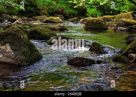 Primo piano dettaglio delle rapide tra i massi ricoperti di muschio sul fiume Teign, guardando a monte dal ponte di Fingle, sotto il castello di Drogo. Foto Stock