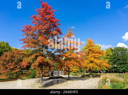 Colorato paesaggio autunnale nel parco Foto Stock