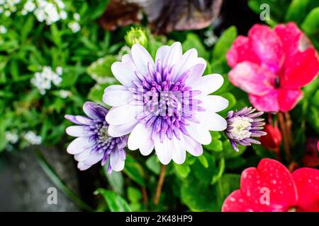 Fiore bianco e viola di pianta di Osteospermum, comunemente conosciuto come daisyboses o margherite africane in un giardino di primavera soleggiato, fresco naturale all'aperto un Foto Stock
