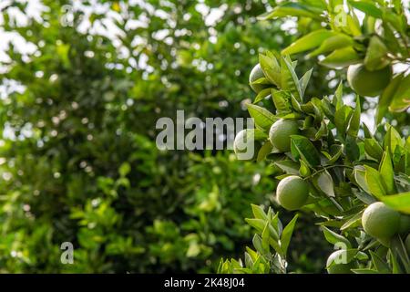 Arance immature su un ramo di arance in una giornata di sole Foto Stock