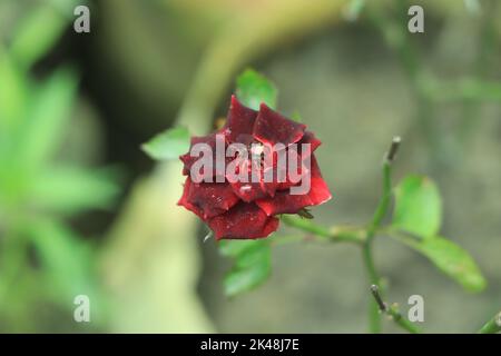 una sola rosa rossa in giardino Foto Stock