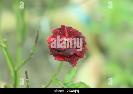 Colore del sangue rosa rossa che fiorisce alla luce del sole Foto Stock