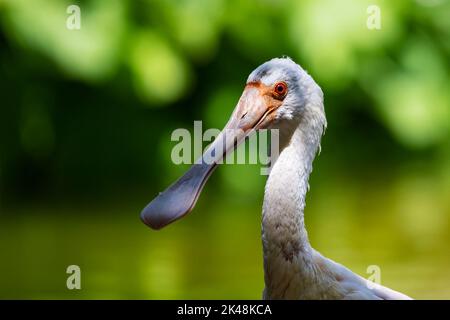 Spatola. Uccelli e uccelli. Mondo dell'acqua e fauna. Fauna selvatica e zoologia. Fotografia della natura e degli animali. Foto Stock