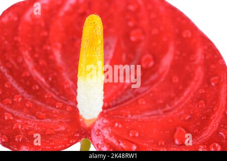 anthurium isolato fiore Foto Stock