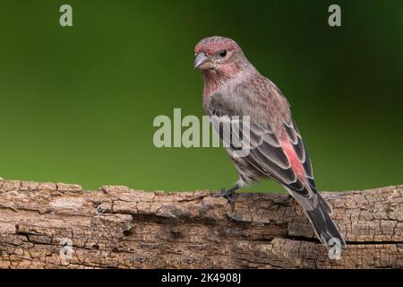 Maschio Casa Finch arroccato su un ceppo Foto Stock