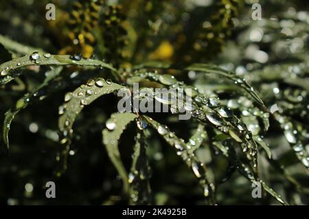 Gocce d'acqua fitte su ampie foglie verdi viste nella luce del mattino presto. Verde, sfondo natura calmante Foto Stock
