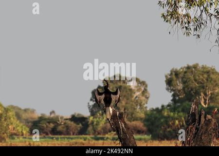 213 uccello australasiano che asciuga le sue ali al sole della mattina presto. Acqua gialla Billabong-Kakadu-Australia. Foto Stock