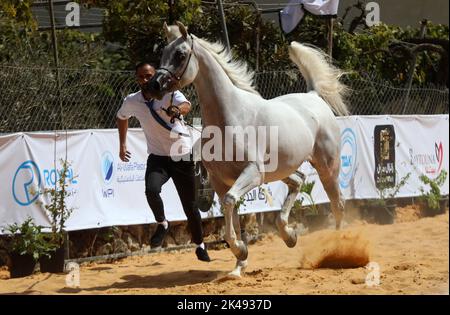 Hebron. 1st Ott 2022. Un allevatore conduce un cavallo arabo durante un concorso di bellezza per cavalli pureed arabi nella città di Hebron, in Cisgiordania, 1 ottobre 2022. Credit: Mamoun Wazwaz/Xinhua/Alamy Live News Foto Stock