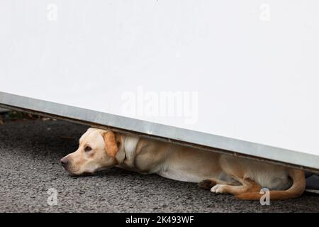 Abbandonato perso cane da compagnia lasciato sulla strada da solo con spazio copia bianco sopra. Foto Stock
