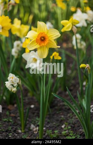 Narcissus daffodil fiore in giallo e arancione, primavera fioritura pianta perenne della famiglia amaryllis Amaryllidaceae. Foto Stock