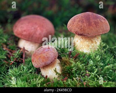 Primo piano di giovani funghi commestibili coltivati in muschio verde, Imleria badia, comunemente conosciuta come la baia bolete Foto Stock