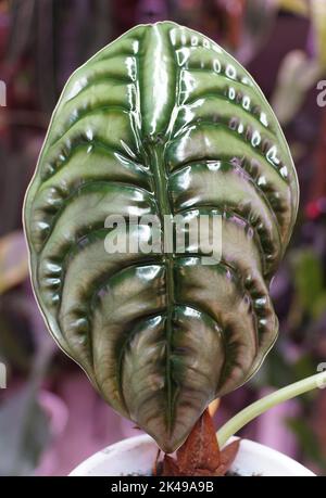 Bella foglia di Alocasia Cuprea, una popolare e rara casalinga Foto Stock