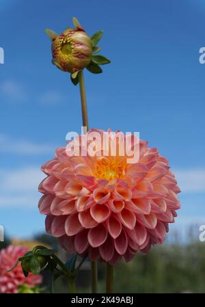 Bellissimo fiore rosa chiaro di Dahlia con splendidi motivi a piena fioritura Foto Stock