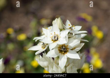 fiori bianchi della stella del latte nel giardino Foto Stock