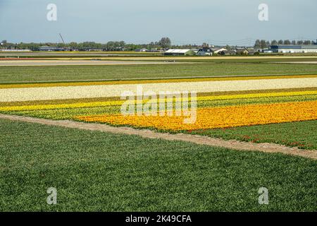 Campi di lampadine vicino ai giardini Keukenhof Foto Stock