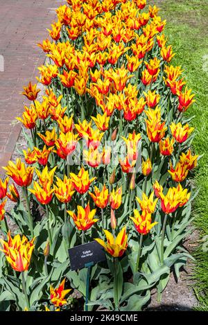 Tulipani in giardini Keukenhof Foto Stock