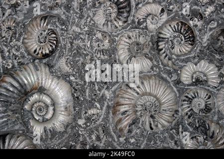 Marston Magna Fossil Ammonmes - Asteroceras blakei & Promoceras planicosta Foto Stock