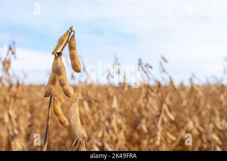 baccelli di soia sul campo agricolo e cielo come sfondo Foto Stock