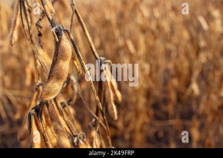 baccelli di soia maturi sul campo agricolo pronti per la raccolta Foto Stock