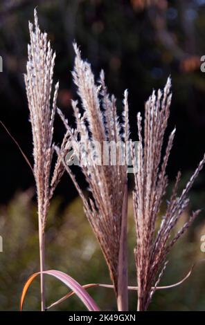 Miscanthus sinensis 'Malepartus' Foto Stock