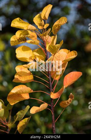 Cotinus coggyria "Spirito d'oro" Foto Stock