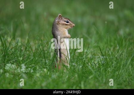 Chipmunk orientale Tamias striatus in vista laterale in piedi in verticale nell'erba per dare un'occhiata intorno Foto Stock