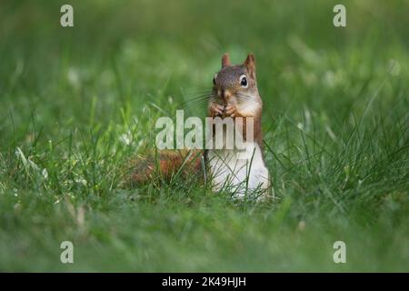 Piccolo scoiattolo rosso Tamiasciurus hudsonicus mangiare ghiande in un cortile posteriore in autunno Foto Stock